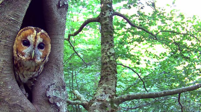 Waldkauz, Strix aluco im Tageseinstand in der Eifel