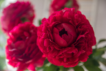 A bouquet of beautiful peonies in a home interior © Olga Tkacheva