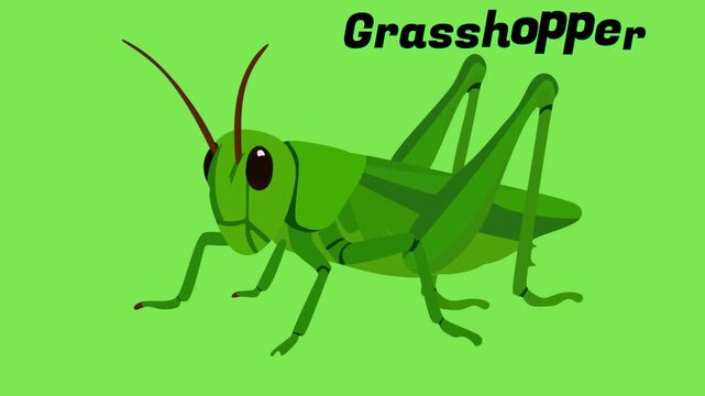 Discover a vibrant illustration of a green grasshopper