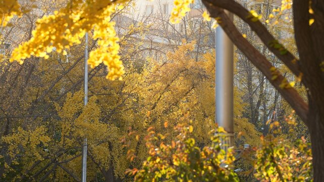 The beautiful and colorful autumn view with the yellow and red trees in the park