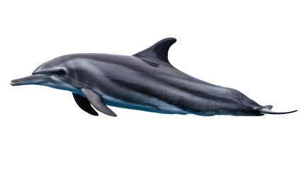 Gray dolphin swimming with sleek body and fins © Jonas