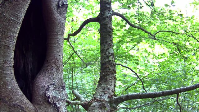 Waldkauz, Strix aluco