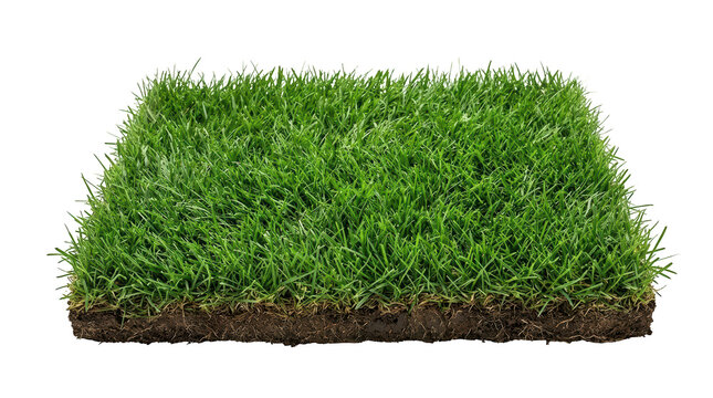 A square patch of lush green grass with soil roots isolated on transparent background