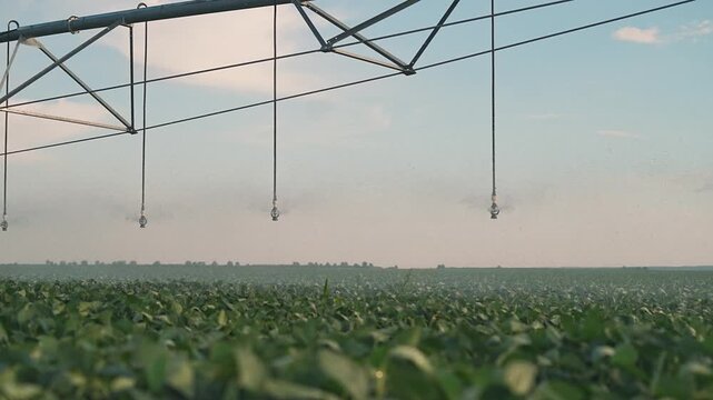 Pivot irrigation system spans over corn field at sunset. Sprinkler nozzles hang from pivot structure. Corn crops grow in field under irrigation. Sunset sky over corn plantation. Farm equipment waters.