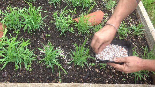 Gardener hands spreading crushed eggshells around green vegetable plants as an eco friendly barrier against snails