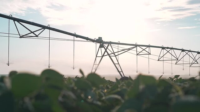 Pivot irrigation sprays water mist over soybean field at dawn. Farm sprinkler creates fog across crop. Agricultural pivot waters plants. Irrigation mist spreads over soybean during sunrise.