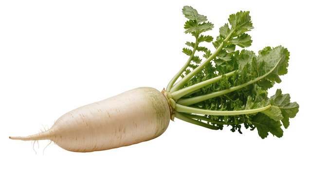 White daikon radish with green leaves and stem