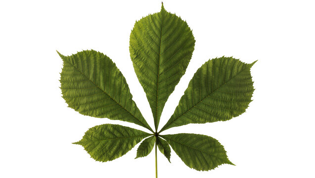 Green Horse Chestnut Leaf with Serrated Edges