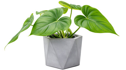 Lush green philodendron plant in a geometric concrete pot, isolated on transparent background © studiox