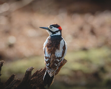 great spotted woodpecker, woodpecker, wildlife, nature, Powhill, Powhill Country Park, County Durham, England, UK, woodland, forest, tree, bark, perch, perched bird, black and white plumage, red patch