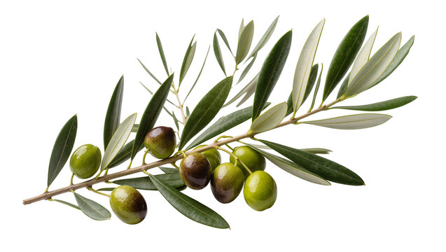 Olive branch with green and dark olives