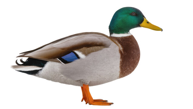 Mallard duck with green head and orange feet