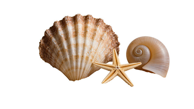 Scallop shell nautilus shell, and starfish arrangement