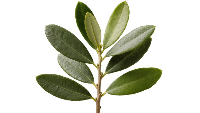 Olive tree branch with green leaves