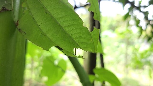 A close up view of a green leaf showing signs of damage by hungry insects