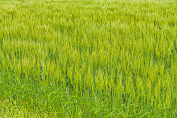 Fototapeta premium Fresh Green Wheat Field with Young Grain Ears in Spring