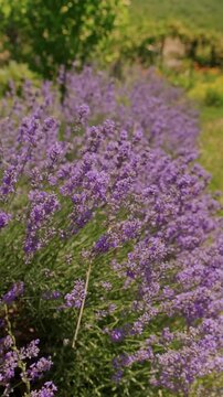 Dense purple lavender blossoms fill foreground beside blurred greenery, creating calm decorative garden scene stem