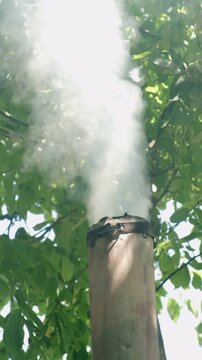 Thick white smoke rises from old metal chimney into bright green foliage, creating hazy backlit calm view