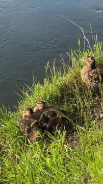 A mallard duck with ducklings sits in the grass on the riverbank. Vertical 4K footage