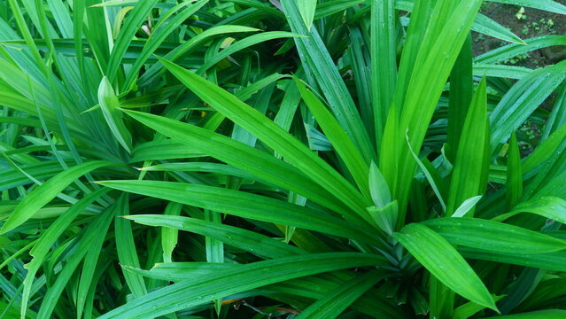 Lush Green Pandan Bush (Pandanus Amaryllifolius) Growing Richly in Garden