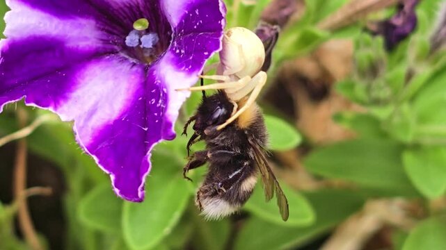 A white crab spider catches a bumblebee on a vivid purple petunia flower.