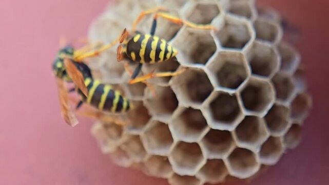 Two yellow-black wasps crawl across paper nest hexagonal cells, close-up.