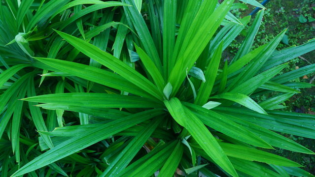 Lush Green Pandan Bush (Pandanus Amaryllifolius) Growing Richly in Garden