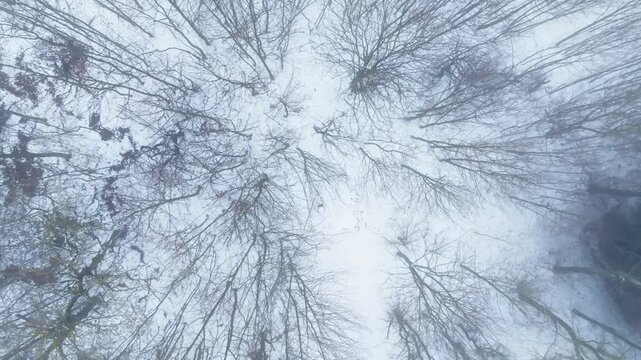 Top down drone view of a snow covered deciduous forest in winter. Bare tree branches create abstract natural patterns across the white landscape, ideal for seasonal and nature themes.