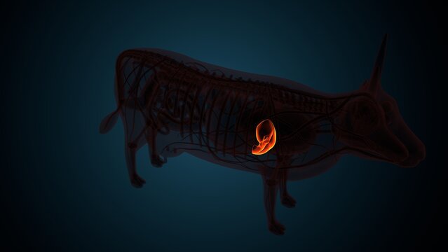 Cow brown liver anatomy. 3d render