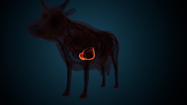 Cow brown liver anatomy. 3d render