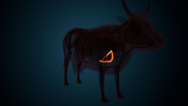 Cow brown liver anatomy. 3d render