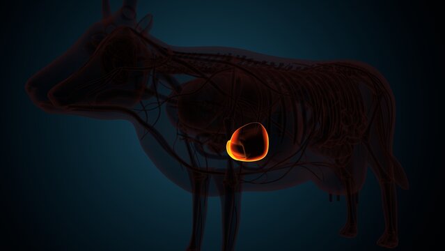 Cow brown liver anatomy. 3d render