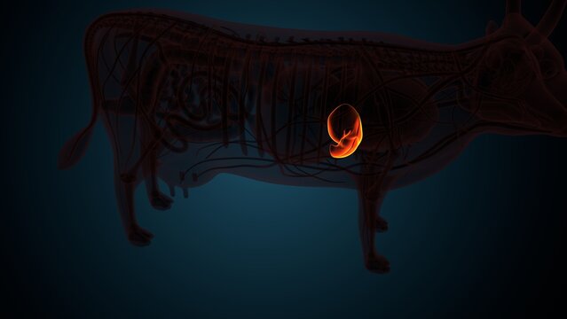 Cow brown liver anatomy. 3d render
