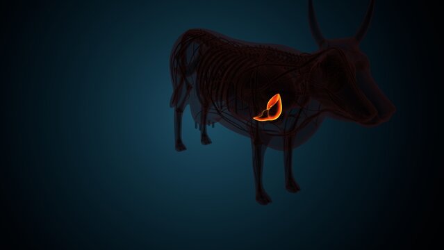 Cow brown liver anatomy. 3d render