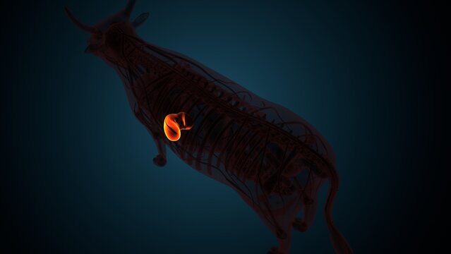 Cow brown liver anatomy. 3d render