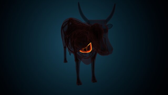 Cow brown liver anatomy. 3d render