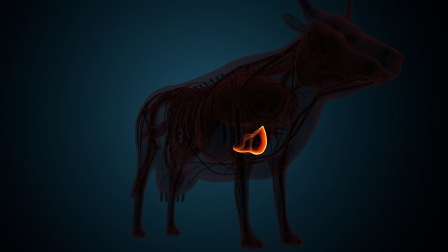 Cow brown liver anatomy. 3d render