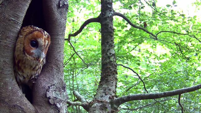 Waldkauz, Strix aluco im Tageseinstand in der Eifel