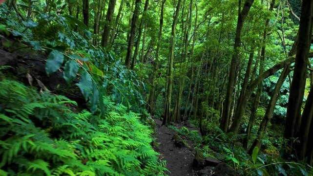 Cinematic view of the Salto do Prego trail sign on Sao Miguel Island, Azores, Portugal, marking the scenic hiking route through lush rainforest with dense tropical vegetation, ferns, and volcanic wood