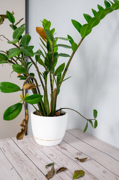 Vertical shot of a zamioculcas houseplant in a white pot standing on a light wooden table