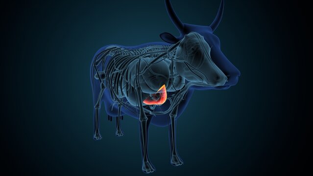 Blue cow anatomy. 3d render