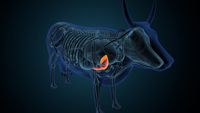 Blue cow anatomy. 3d render