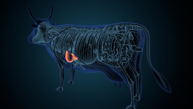 Blue cow anatomy. 3d render