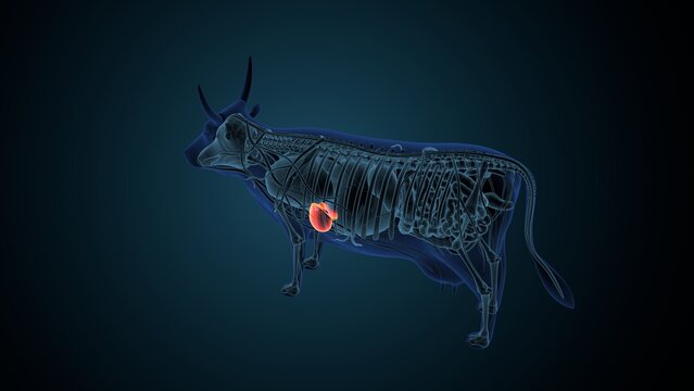 Blue cow anatomy. 3d render