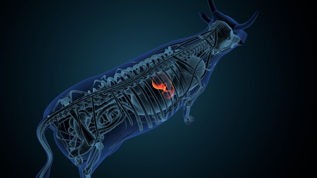 Blue cow anatomy. 3d render