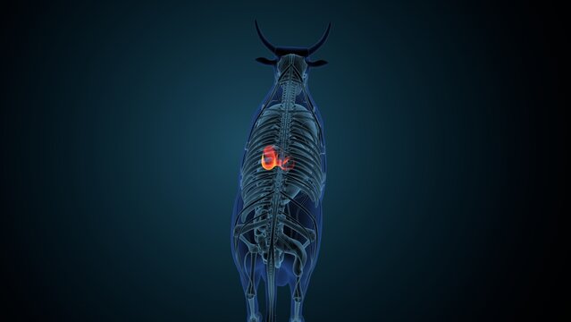 Blue cow anatomy. 3d render