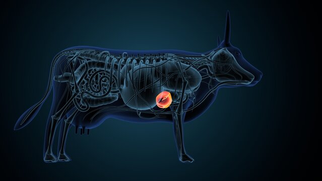 Blue cow anatomy. 3d render