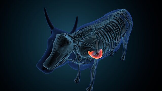 Blue cow anatomy. 3d render