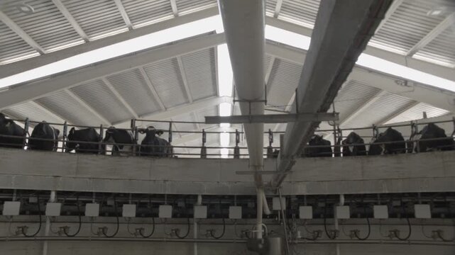 Wide Front View of Cows Continuously Passing on Rotary Milking Carousel, Pamplona, Navarra, Spain