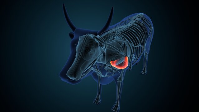 Blue cow anatomy. 3d render